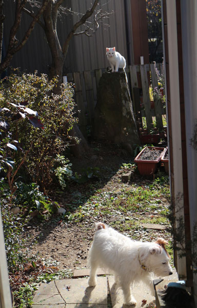 ニームとジャック