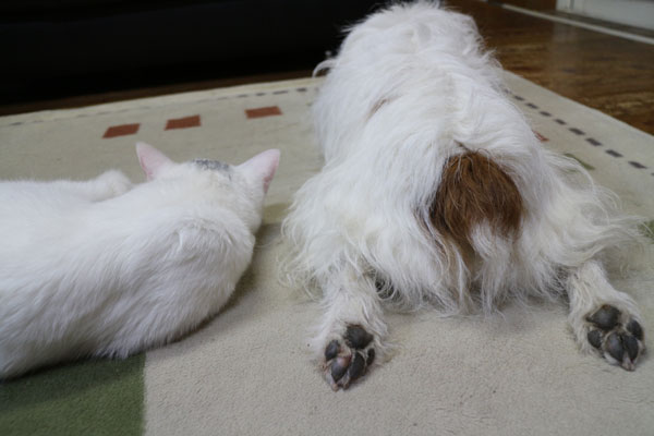 ジャックとニーム