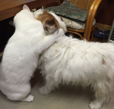 ジャックとニーム