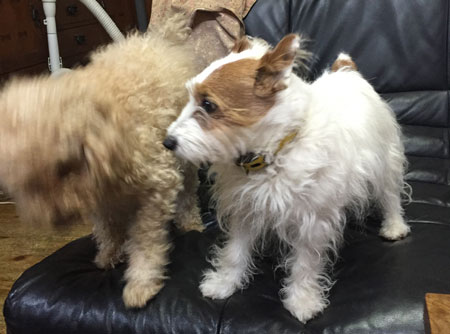 ジャックとモカ