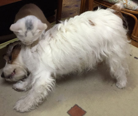 ジャックとニーム