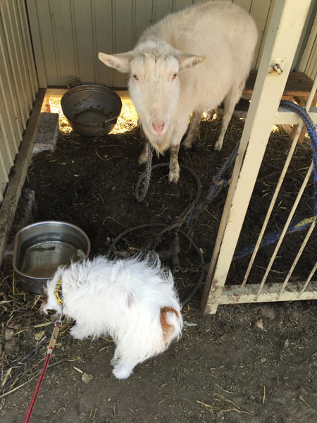 ヤギのアイちゃん