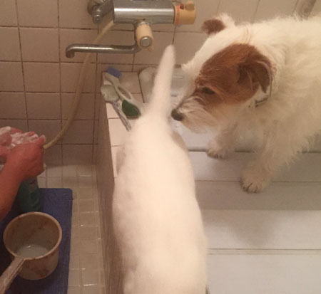 ジャックとニーム