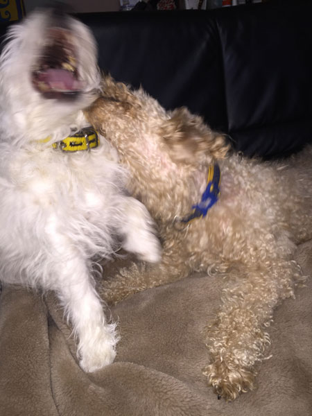 モカとジャック