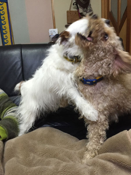 モカとジャック