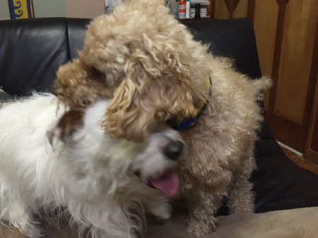 モカとジャック