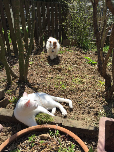 ニームとジャック