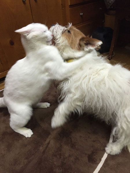 ジャックとニーム