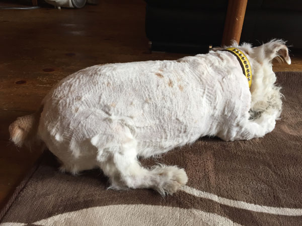 ジャックラッセルテリア