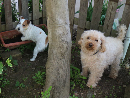 ジャックとモカ