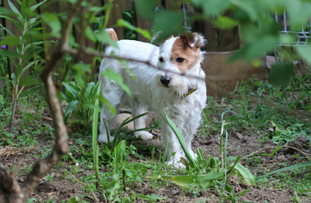 ジャックラッセルテリア