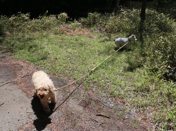 モカとジャック