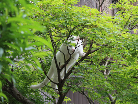 狩りするニーム