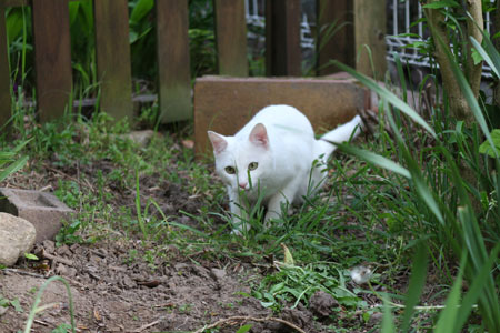 狩りするニーム