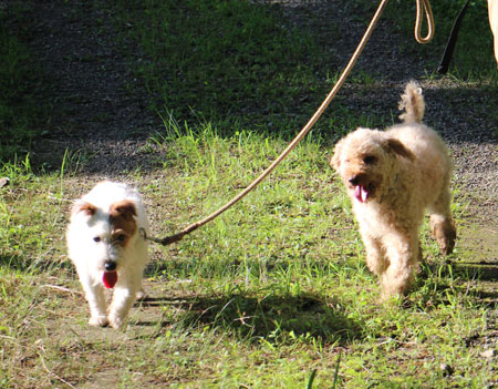 モカとジャック