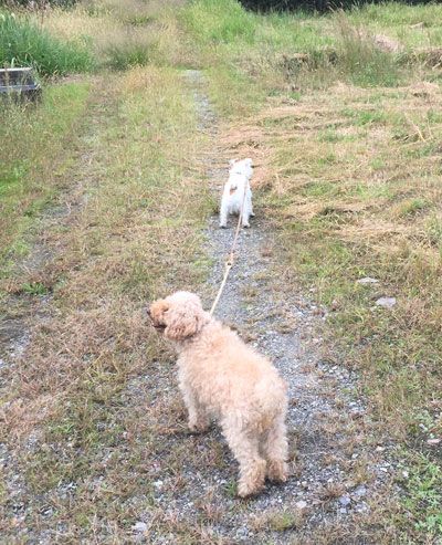 ジャックとモカ