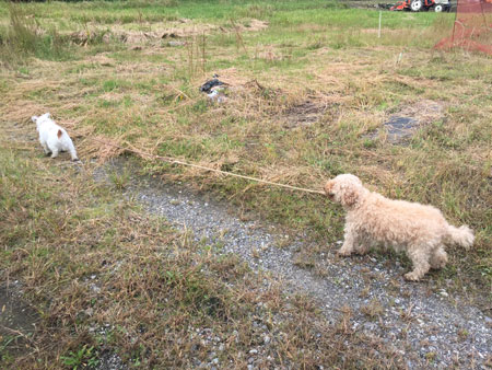 ジャックとモカ