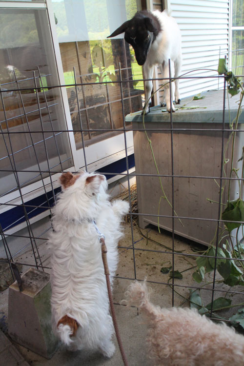 ジャックとフー