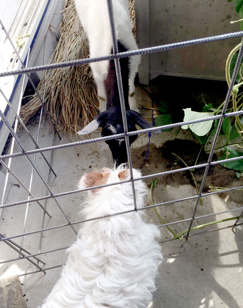 フーとジャックの挨拶