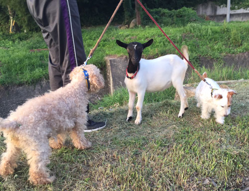 犬とヤギ