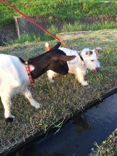 フーとジャック