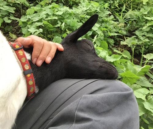 ヤギのフーちゃん