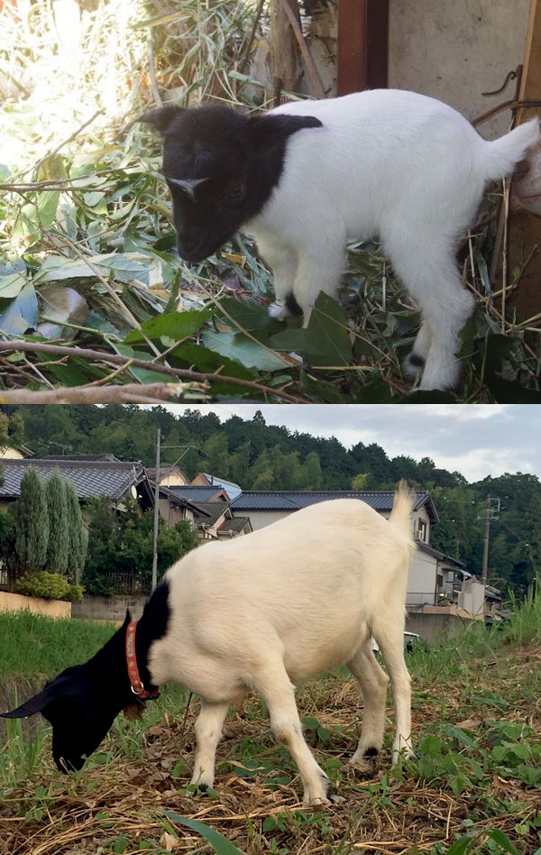 大きくなったフー