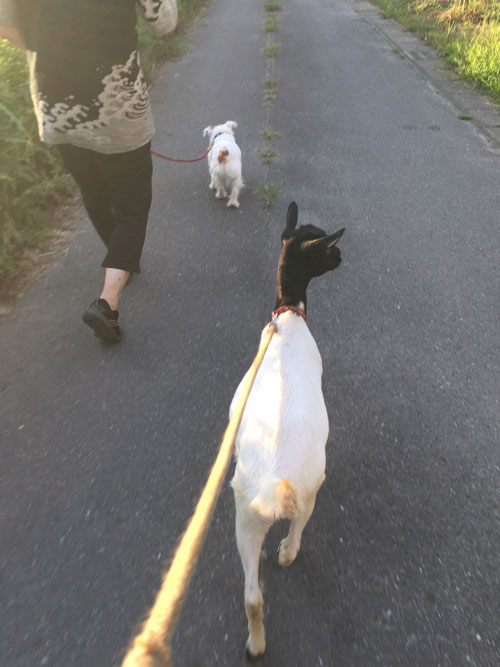 犬ヤギ散歩