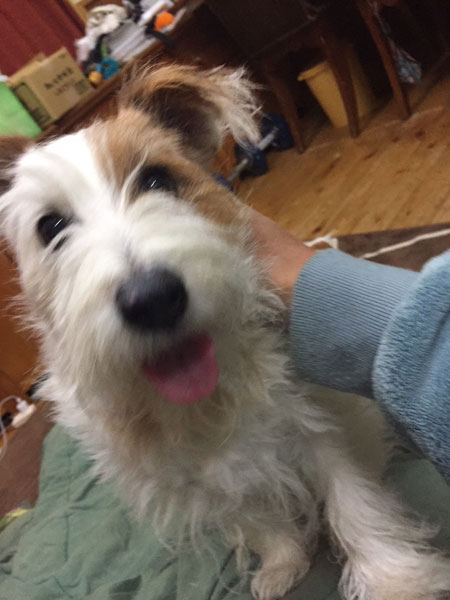 ジャックラッセルテリア