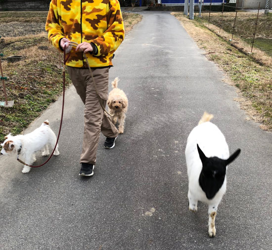 三匹で散歩