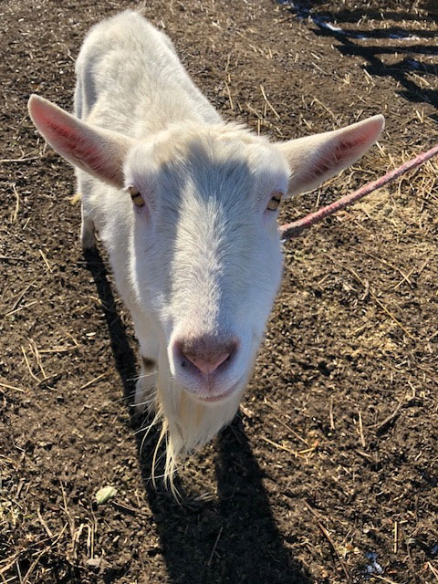 ヤギのアイちゃん