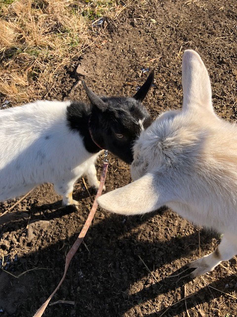 ヤギの挨拶