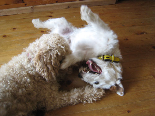 モカとジャック