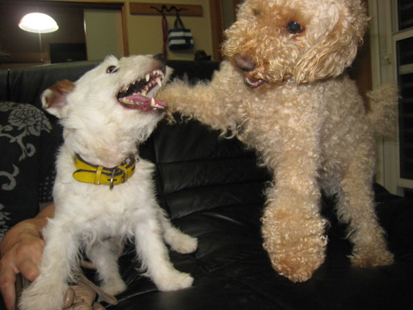 モカとジャック