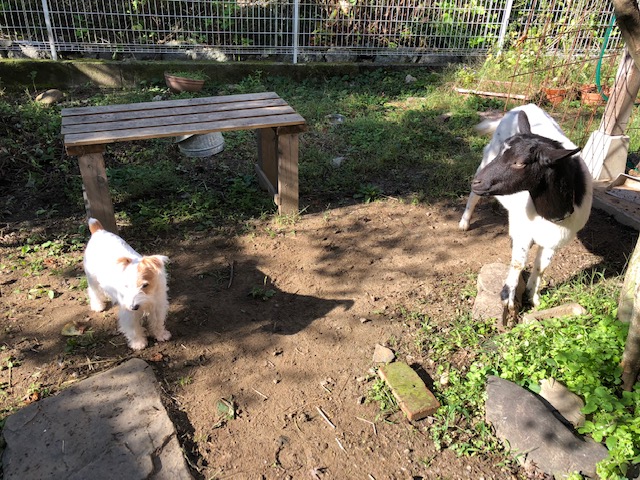 フーとジャック