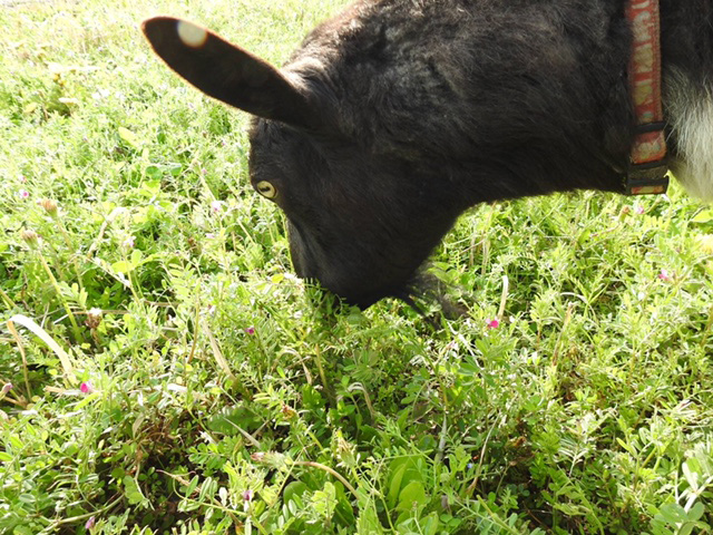 カラスノエンドウ