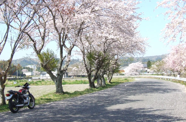 w650_sakura 