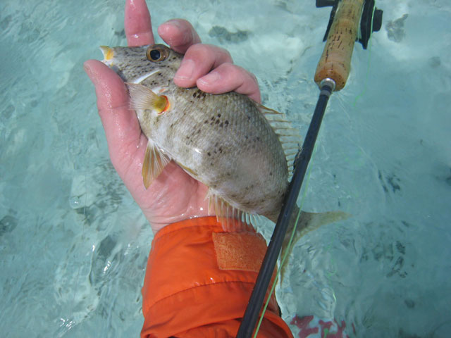 小魚