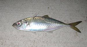 鯵