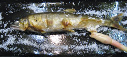 鮎の塩焼き