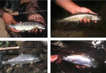 渓流魚