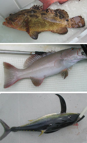 釣れた魚