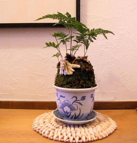 苔鉢