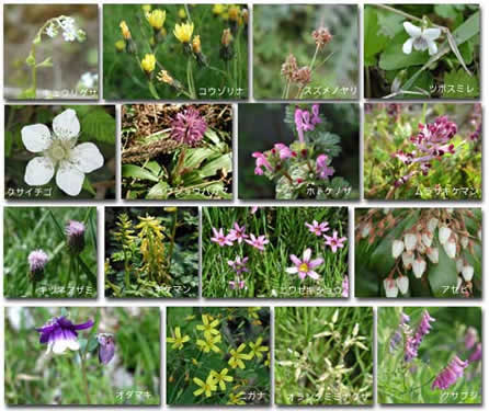 Wildgrass2 Wildgrass2