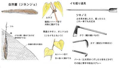 自然薯の堀方