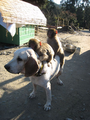犬と小猿
