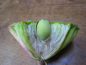 ハスの実