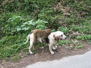 犬のタクシー