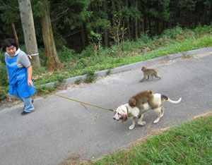 犬猿散歩