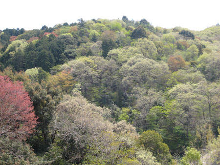 木々の緑